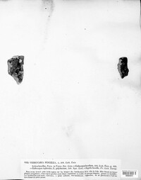 Image of Verrucaria fuscella